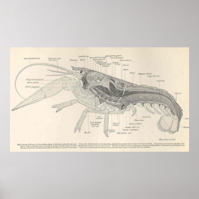 Vintages Hummer-Anatomie-Diagramm (1911) Poster (Vorne)