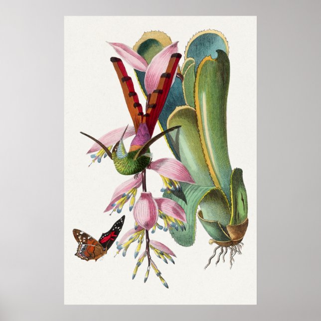 Vintages Hummingbird-Illustrations-Poster Poster (Vorne)