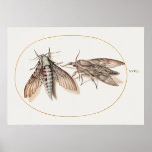 Vintages Insektenbild Poster