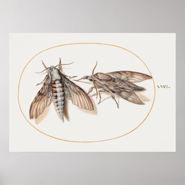 Vintages Insektenbild Poster (Vorne)