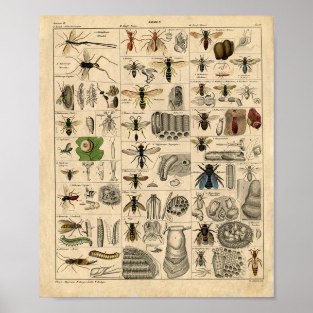 Vintages Insektendiagramm Poster (Vorne)