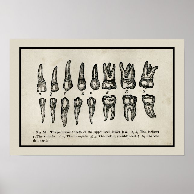 Vintages Inspiriertes Zähnendiagramm Poster (Vorne)