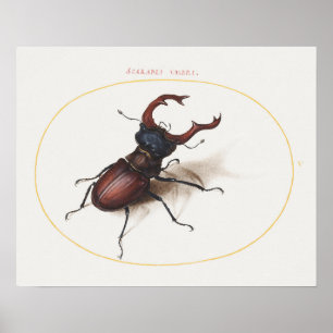 Vintages Käfer-Illustrationspopster Poster