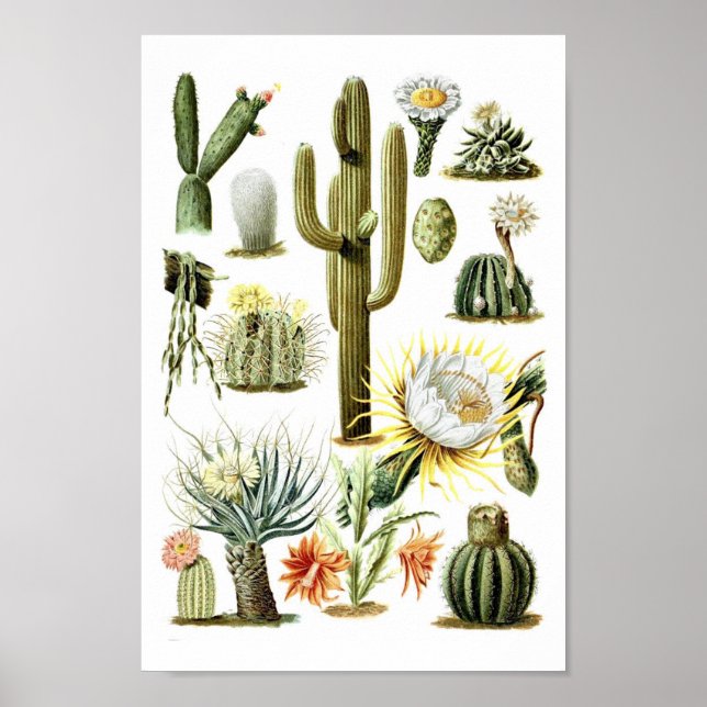 Vintages Kaktus Botanisches Illustrationspaket Poster (Vorne)