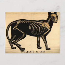 Vintages Katzen-Skelett Postkarte