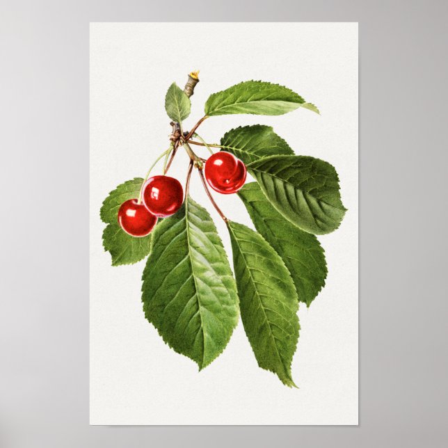 Vintages Kirschfruchtgewächs Poster (Vorne)