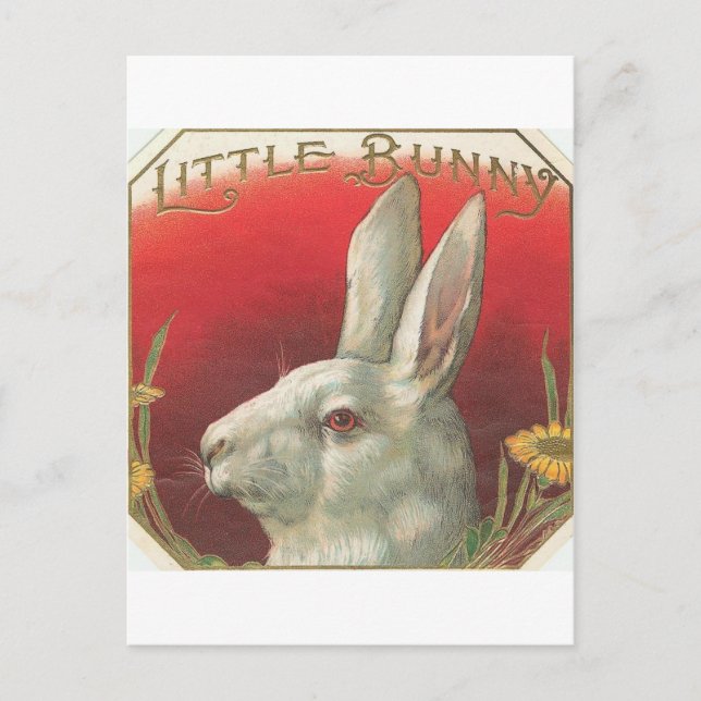 Vintages kleines Bunny Rabbit Postkarte (Vorderseite)