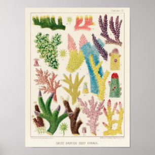 Vintages Korallenriff - Fische 14 Poster