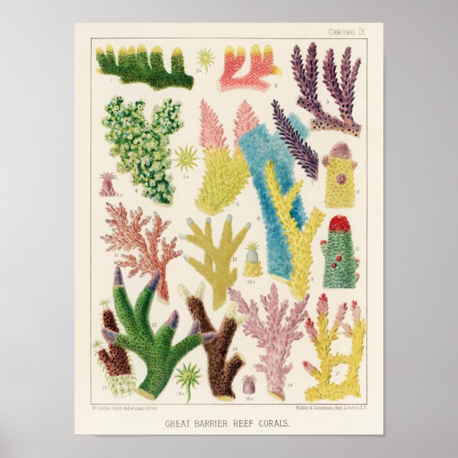 Vintages Korallenriff - Fische 14 Poster (Vorne)