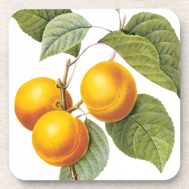 Vintages Lebensmittelobst, Apricot Peach von Redou Getränkeuntersetzer (Vorderseite)