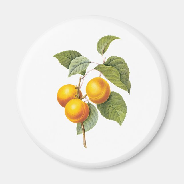 Vintages Lebensmittelobst, Apricot Peach von Redou Magnet (Vorne)