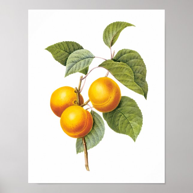 Vintages Lebensmittelobst, Apricot Peach von Redou Poster (Vorne)