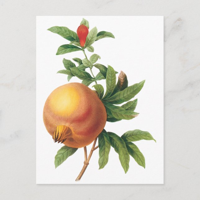Vintages Lebensmittelobst, Granatapfel von Redoute Postkarte (Vorderseite)