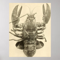Vintages Maine-Hummer-Foto (1895) 2
