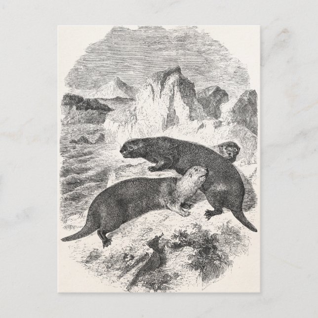 Vintages Meer Otters 1800 Otter Illustration Postkarte (Vorderseite)