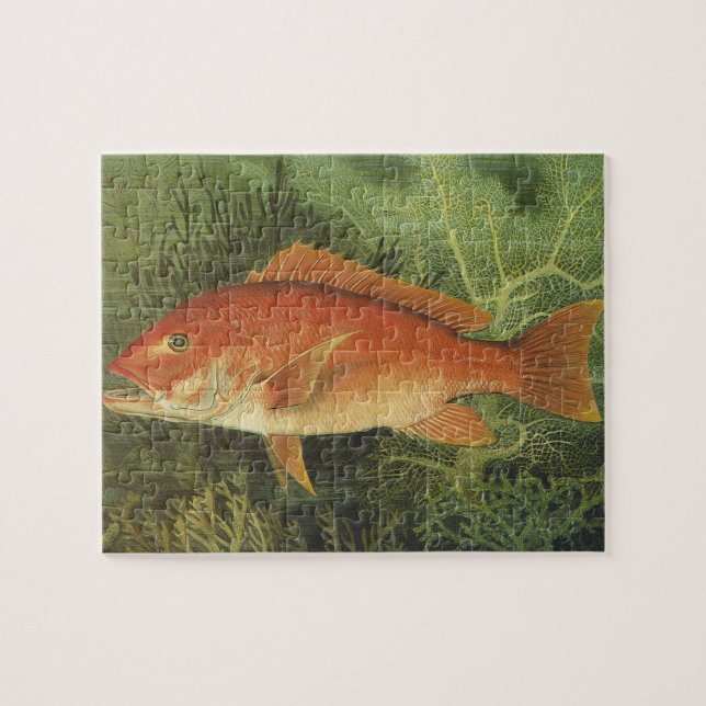 Vintages Meeresleben, Rotschnappfisch im Ozean (Horizontal)