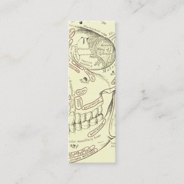 Vintages menschliches Anatomie Anterolateral Mini Visitenkarte (Vorderseite)