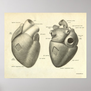 Vintages menschliches Anatomie Poster