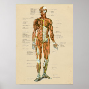 Vintages menschliches Muskel-Anatomie-Diagramm Poster