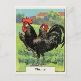 Vintages Minorca Huhn Postkarte
