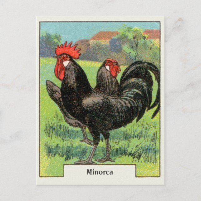 Vintages Minorca Huhn Postkarte (Vorderseite)