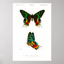 Vintages Moth-Poster aus Madagaskar Poster