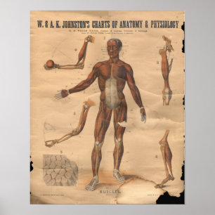 Vintages Muskel-Anatomie-Diagramm 1906 Poster