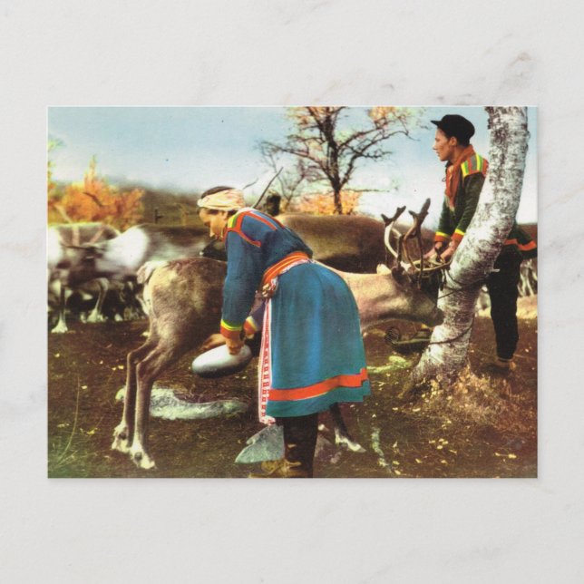 Vintages Norwegen, Rentiere Postkarte (Vorderseite)