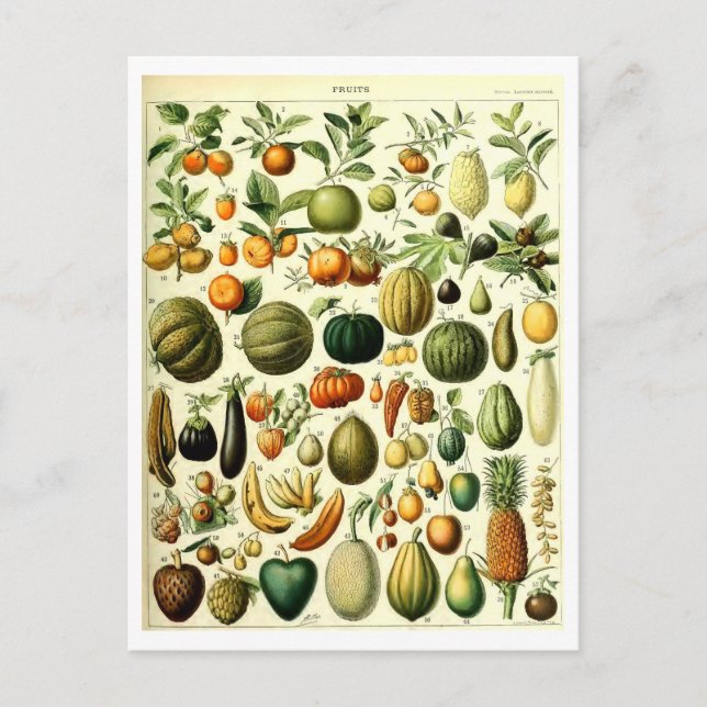 Vintages Obst Botanische Illustration Postkarte (Vorderseite)