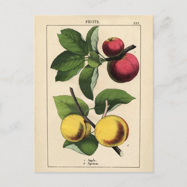 Vintages Obst Botanische Schrift Postkarte (Vorderseite)