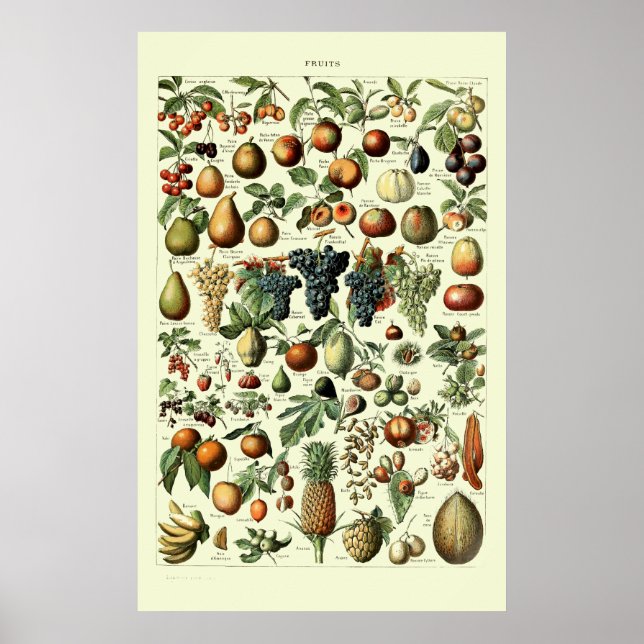 Vintages Obst von Adolphe Millot Poster (Vorne)