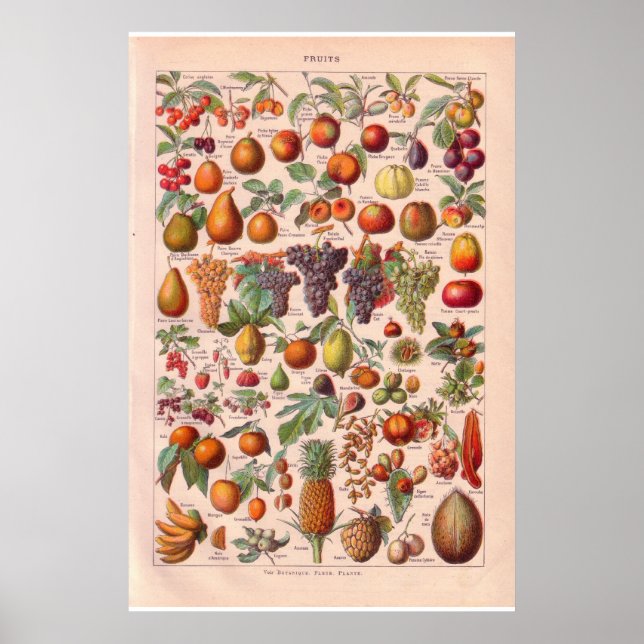 Vintages Obstposter 1920 Poster (Vorne)