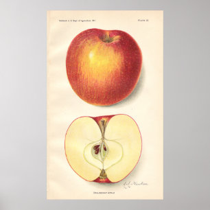 Vintages opaleszentes Appellationspopster Poster