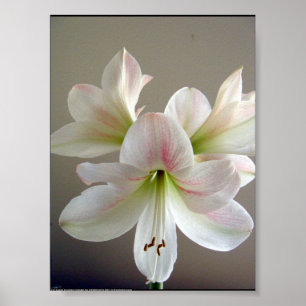 Vintages Orchideen-Plakat - Blumen-Plakat Poster