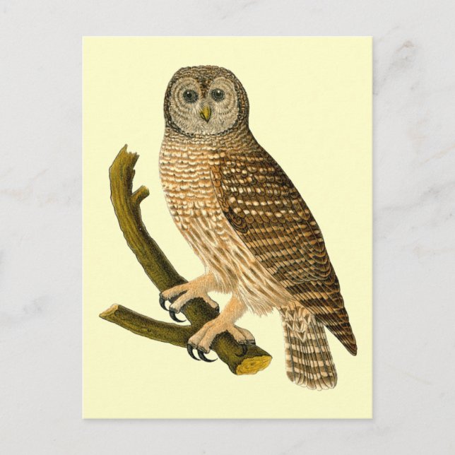 Vintages Owl an einer Zweigstelle Postkarte (Vorderseite)