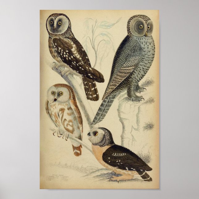 Vintages Owl Illustrations-Poster Poster (Vorne)