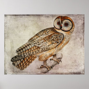 Vintages Owl Poster oder Decoupage Paper