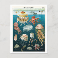 Vintages Ozeanographie-Quallen-Poster
