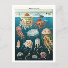 Vintages Ozeanographie-Quallen-Poster Postkarte