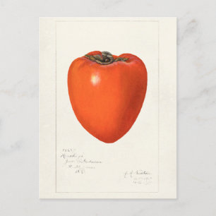 Vintages Persimmon Fruchtfarben-Malerei Postkarte