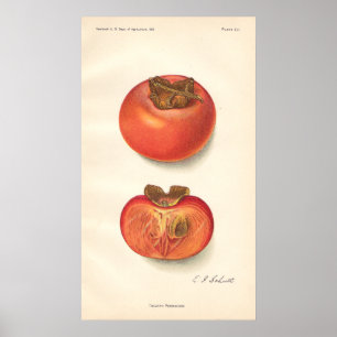 Vintages Persimmon-Poster Poster