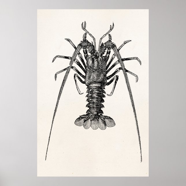 Vintages Personalisiertes Spiny-Hummer-Template Poster (Vorne)