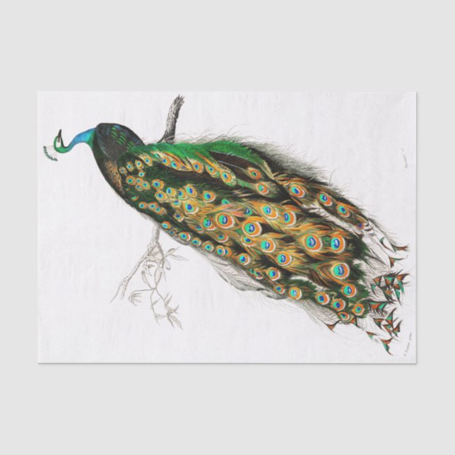 Vintages Pfauengeflechtpapier Seidenpapier (Vorderseite)