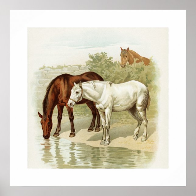 Vintages Pferd Poster (Vorne)