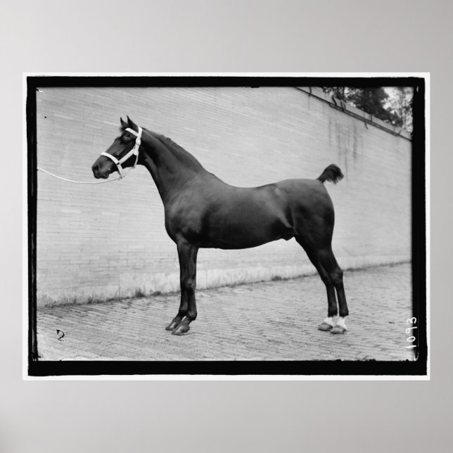Vintages Pferd Poster (Vorne)
