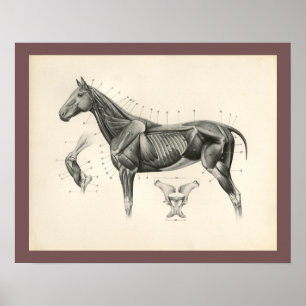 Vintages Pferdeveterinärmuskel-Anatomie-Druck Poster