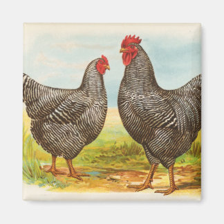 Vintages Plymouth Rock Chickens Magnet
