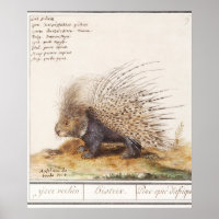 Vintages Porcupine