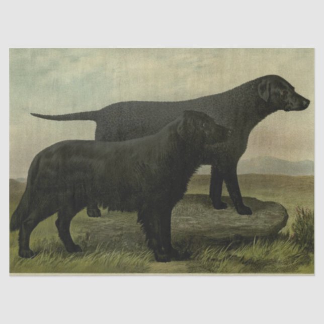 Vintages Retrievers-Gewebepapier Seidenpapier (Vorderseite)