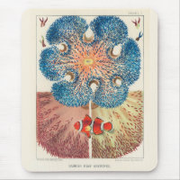 Vintages Riff Anemones Carol Fish